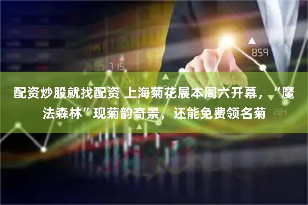 配资炒股就找配资 上海菊花展本周六开幕,“魔法森林”现菊韵奇景,还能免费领名菊